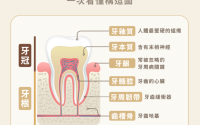 🦷 牙齒不只是白白那顆而已！